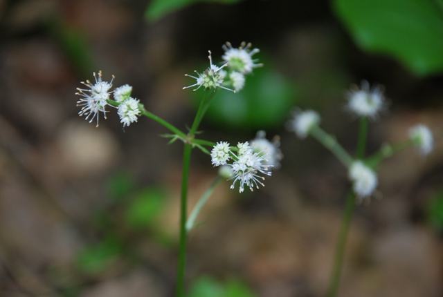 Sconosciuta: Sanicula europaea